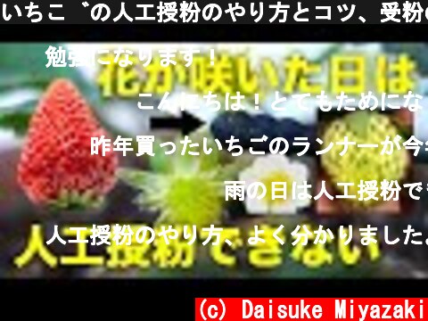 いちごの人工授粉のやり方とコツ、受粉の注意点をプロが解説  (c) Daisuke Miyazaki